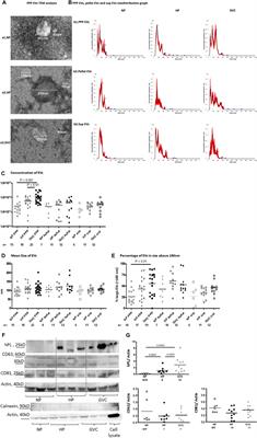 Associations of maternal and placental extracellular vesicle miRNA with preeclampsia